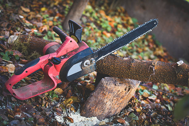 Professional Tree Care in Germantown Hills, IL