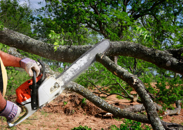 How Our Tree Care Process Works  in  Germantown Hills, IL